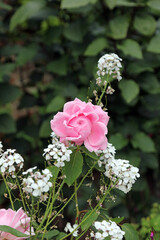 Pink Rose bud opening among Dame's Violet plants, Kent England
