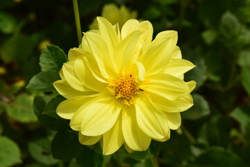 Various Zinnia Flowers in the Garden