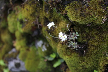 delicate white flowering lyrate rockcress crowing on a moss covered volcanic rock face with a bokeh...