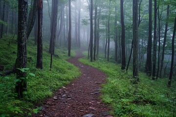 Mysterious forest trail winding through misty woods with lush green foliage and tranquil atmosphere inviting exploration and adventure
