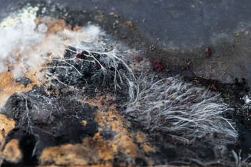 Close-up a vivid and intricate fungal colony growing on a decaying surface. A variety of mold...