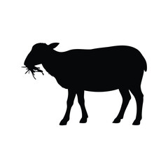 Silhouette of a Sheep Eating Grass Isolated on a White Background