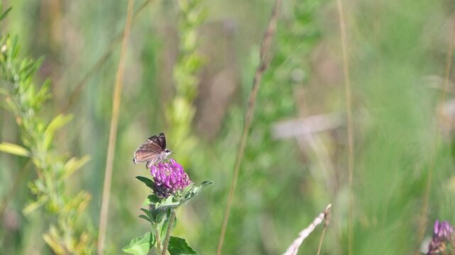 butterfly on a flower