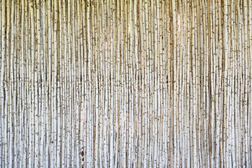Wall made from decorative wood birch branches arranged vertically. Natural organic background texture.