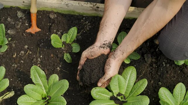 Close-up, Hand of man is checking and adjusting the soil moisture in a vegetable plot in a greenhouse vegetable farm.