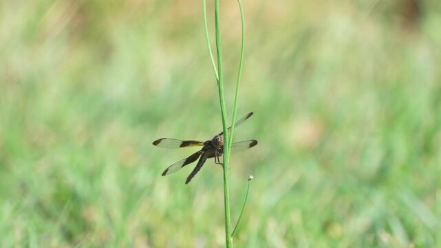 resilient dragonfly on a stick