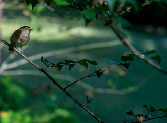sparrow on  a branch