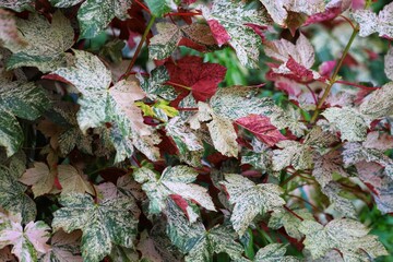 Acer pseudoplatanus Esk Sunset, Sycamore Maple tree.