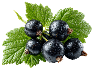 Schwarze Johannisbeeren mit Blatt - Isoliert