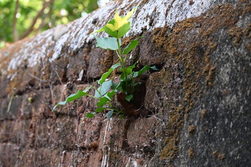 Ficus religiosa plant growing on brick walls. Its seeds germinate in the hollow of the brick walls and slowly cover the whole walls. Its other name bodhi tree, pippala tree, peepul tree or ashwattha.