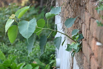 Ficus religiosa plant growing on brick walls. Its seeds germinate in the hollow of the brick walls...