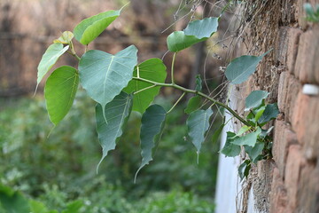 Ficus religiosa plant growing on brick walls. Its seeds germinate in the hollow of the brick walls...