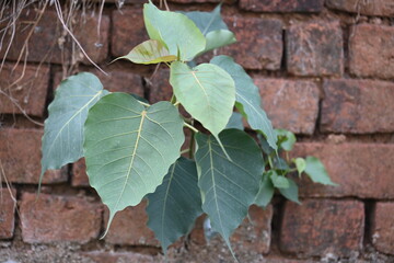 Ficus religiosa plant growing on brick walls. Its seeds germinate in the hollow of the brick walls and slowly cover the whole walls. Its other name bodhi tree, pippala tree, peepul tree or ashwattha.
