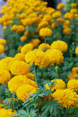 Close up Marigold flowers in the garden