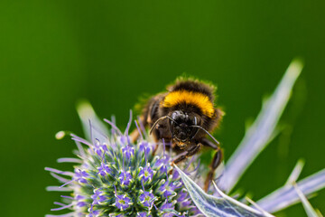 A CloseUp Image Featuring a Bumblebee on a Beautiful Purple Flower in Natures Splendor