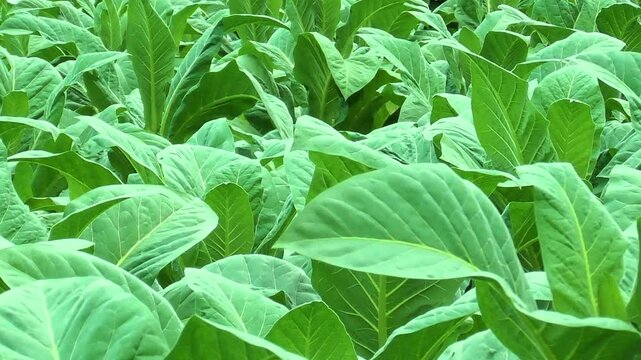 growing tobacco leaves Vibrant tobacco plantation with lush green leaves. The healthy plants are  densely grown, showcasing the rich texture and structure of tobacco crops  in an agricultural setting