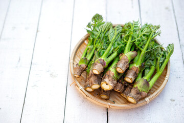 edible shoots of a fatsia