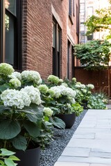 Naklejka premium Beautiful courtyard garden featuring lush white hydrangeas arranged in planters against a backdrop of brick buildings in a tranquil urban setting