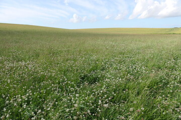 Rolling landscape with wildflowers like white clover, offering a wide view under a beautiful sky filled with clouds.
