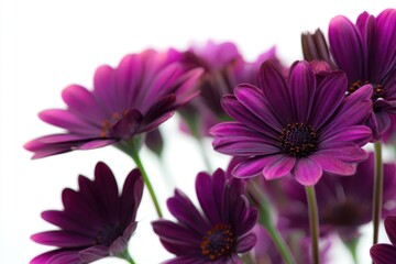 Beautiful purple osteospermum flowers on bright background for floral projects, highlighting rich colors and intricate details ideal for nature-themed designs and botanical artworks