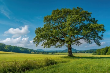 Majestic oak tree in lush green field under bright sun, perfect for nature lovers and outdoor enthusiasts seeking tranquility and vibrant landscapes