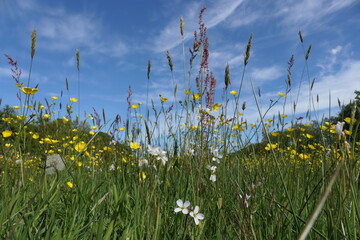 Beautiful spring weather with lush green grass, vibrant green trees, and a wide view over a field...