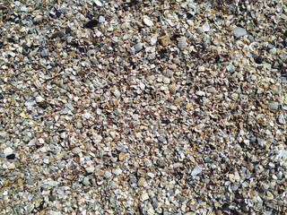 Background of many small broken and whole shells close-up. Coastal zone. Top view.