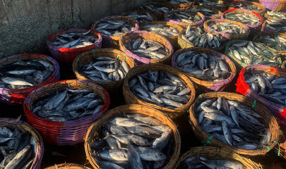 fresh fish in the market 