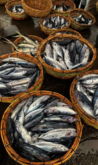 Ready export cakalang fish fresh.