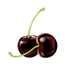 black cherry illustration