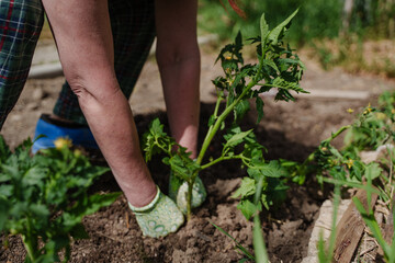 Planting tomato seedlings in the country.