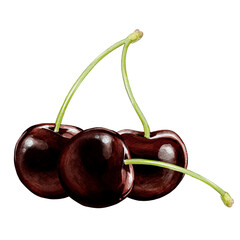 black cherry illustration