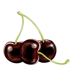 black cherry illustration