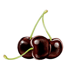 black cherry illustration