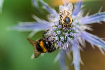 A Bumblebee Engaged in the Process of Pollinating a Beautiful Flower in Natures Embrace