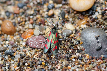 Six-Spot Burnet on Coastal Pebbles