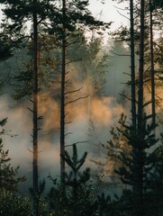 Tranquil Nordic forest at golden hour with soft fog rising through tall pine trees in warm sunlight