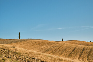 Colline dorate e cipressi nella Val d&rsquo;Orcia, Toscana.