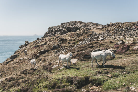 Four white wild horses walking along St David's Head,  Pembrokeshire, Wales, UK