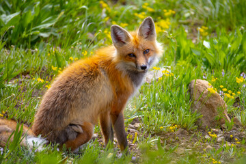 Red fox in Yellowstone National Park