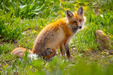 Red fox in Yellowstone National Park