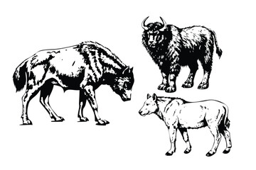 Native American Sacred Animals Vector Engraving Set. Detailed Monochrome Wildlife Illustrations. Vintage Stipple & Hatching Style Icons & Symbols