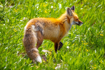 Red fox in Yellowstone National Park