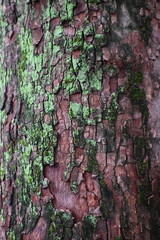 Close-up of Sycamore Bark Texture, Camouflage Pattern on Plane Tree Trunk
