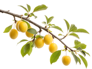 Yellow plums on branch with green leaves against transparent background