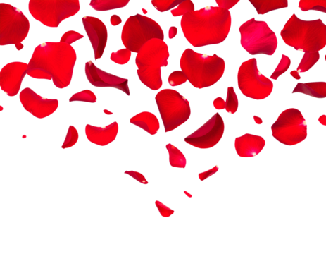 Balloons balloon Photo Overlays, Photography Overlays, clip art, clipart, png .jpg - Firefly_Floating red rose petal isolated on white. Background concept for love greetings  - Powered by Adobe