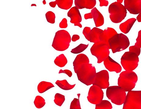 Balloons balloon Photo Overlays, Photography Overlays, clip art, clipart, png .jpg - Firefly_Floating red rose petal isolated on white. Background concept for love greetings 