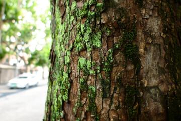 Close-up of Sycamore Bark Texture, Camouflage Pattern on Plane Tree Trunk