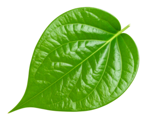 Balloons balloon Photo Overlays, Photography Overlays, clip art, clipart, png .jpg - Firefly_green betel leaf isolated on transparent background,