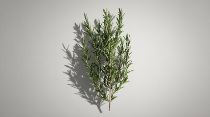 A sprig of rosemary suspended midair